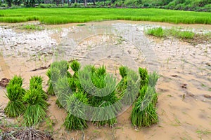 Young rice sprout ready to planted in the rice field photo