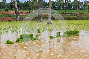 Rice sprout ready to planted in the rice field photo