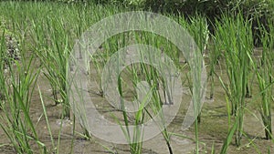 Young rice sprouts grow in water on rice terraces