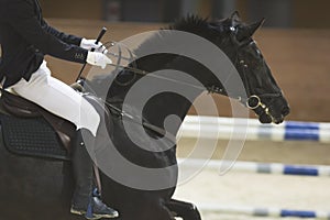 Young rider sitting on black horse at the show jumping competition