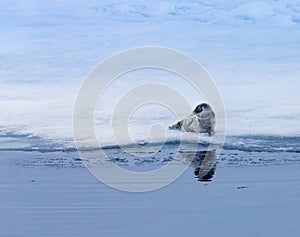 Young ring necked seal rests on ice watching out for polar bears