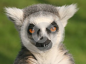 Young Ring Tail Lemur Face