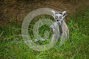 Young ring tailed lemur on grass