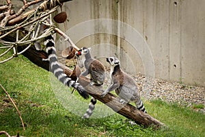 Young Ring-tailed lemur sits attentively behind its mother, waiting to see if they need a good piece of food. Organized and well-