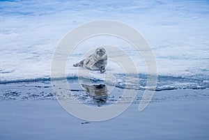 Young ringneck seal cub rests on ice near Arctic