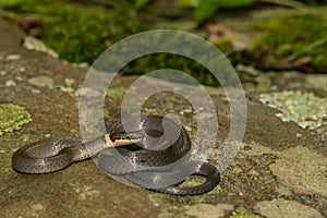 A young Ringneck Snake photo