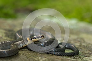 A young Ringneck Snake photo