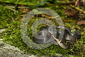 A young Ringneck Snake