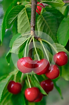 Young, ripe berries cherries ripen on the branch photo