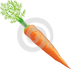 Young ripe carrots