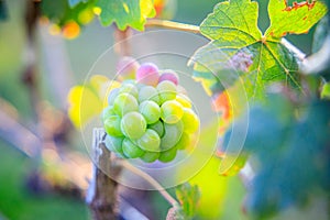 Young and Ripe grapes on vine at wine yard before harvesting