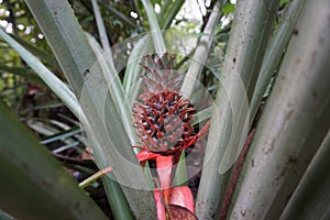 A young ripe pineapple plant on a tree in the jungle. Wild pineapple in nature