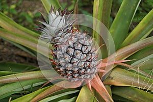 A young ripe pineapple plant on a tree in the jungle. Wild pineapple in nature