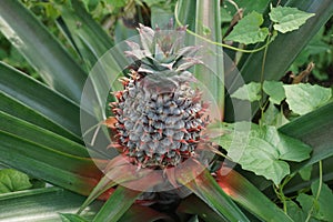 A young ripe pineapple plant on a tree in the jungle. Wild pineapple in nature