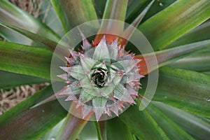 A young ripe pineapple plant on a tree in the jungle. Wild pineapple in nature