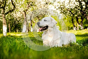 Young ritweaver on a walk in the park on a sunny summer day. Large breed dog in nature