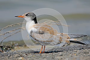 Young river tern