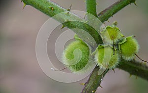 Young roach berry fruit.