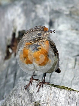 Young Robin