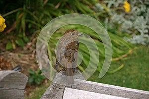 Young robin on bench