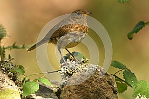 Young robin bird perches on a branch