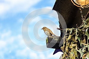 Young Robin on branch