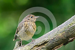 Young Robin on a branch