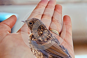 Young robin on my hand