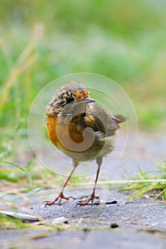 Young Robin redbreast in the summer