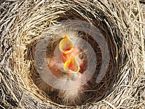 Young robins