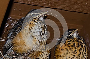 Young Robins in the Nest