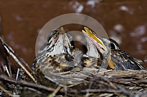 Young Robins in the Nest