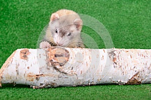 Young rodent ferret