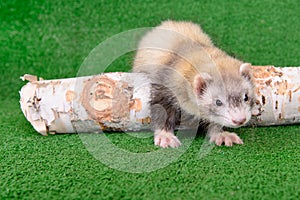 Young rodent ferret