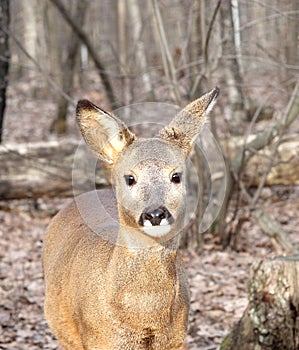 Young roe in the autumn wood