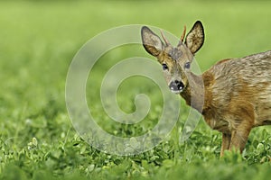 Young roe buck in clover meadow