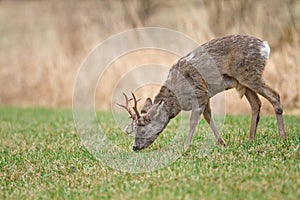 Young roe buck in meadow