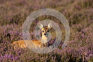 Young Roe deer photo