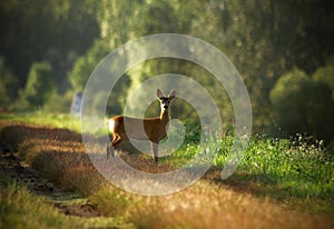 Young roe deer