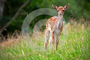 Young roe deer