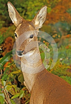 Young roe deer with brown fur in the forest
