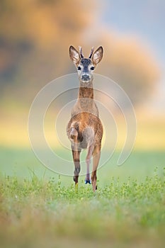 Young roe deer buck running forward on green grass in summer nature.