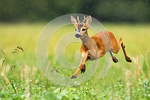 Young roe deer buck with small antlers jumping in the rain in summertime