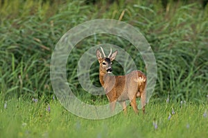 Young roe deer buck standing alert on meadow in summertime nature