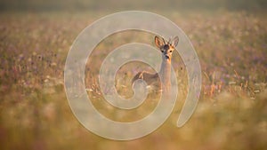 Young roe deer buck standing in morning mist on a meadow in summer at sunrise
