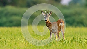 Young roe deer buck in summer at sunset with space for copy