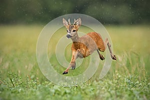 Young roe deer, capreolus capreolus, buck running fast in the summer rain.