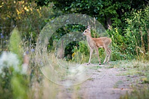 Young roe deer in a forest
