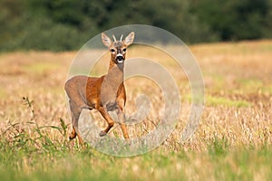 Young roe deer buck running alone on the dry stubble field in summer