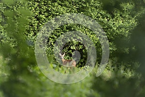Young roe deer, capreolus capreolus, standing and grazing in a meadow on the edge of a forest